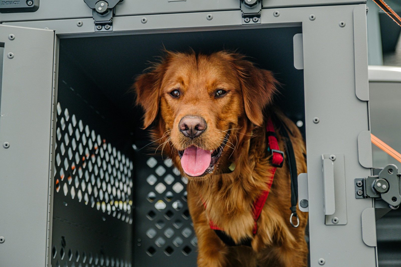 Pet Transport